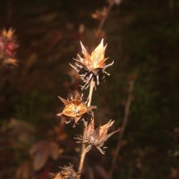 Hibiscus acetosella Welw. ex Hiern